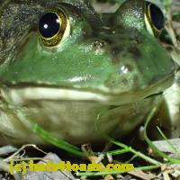 /home//u458753944/public_html/sourcegallery///Frogs/More bullfrogs/P7010205.JPG